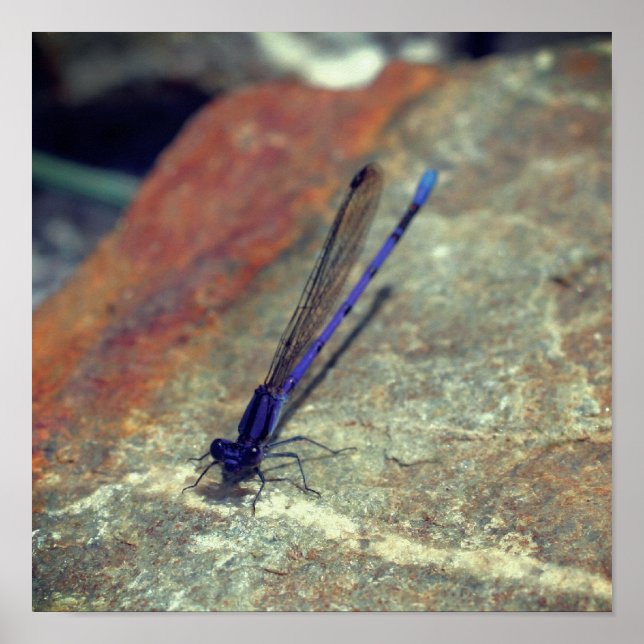 Affiche Violet Damselfly Poser sur Rock haut (Devant)
