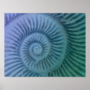 Affiche Violet et vert Spiral Ammonite Fossil Art Imprimer