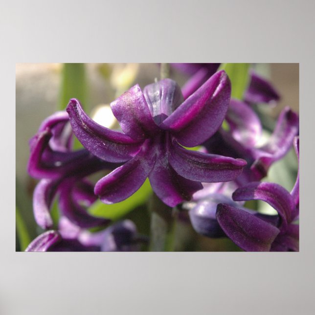Affiche Violet Hyacinthes (Devant)