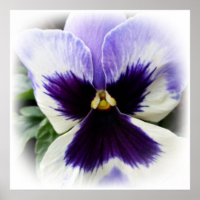 Affiche violet profond sur blanc (Devant)