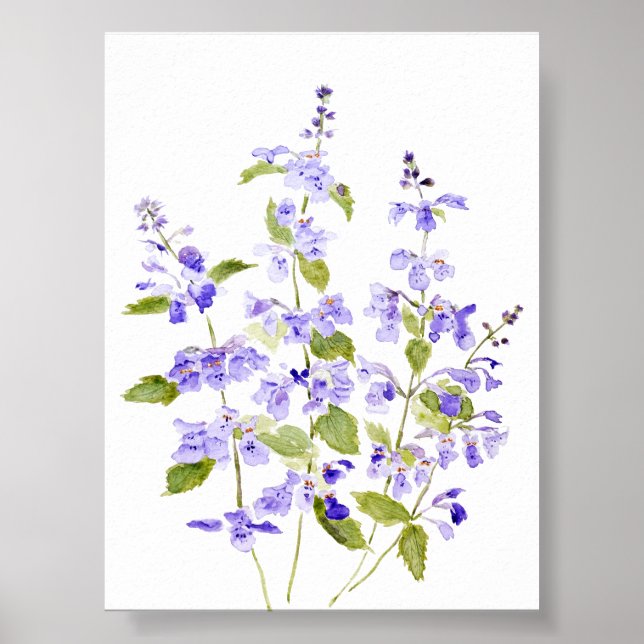 Affiche violet violet bleu lilas Nepeta racemosa Walker (Devant)