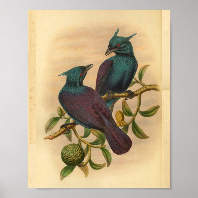 Affiche Violet Violet Manucode Oiseau Vintage Imprimer (Devant)