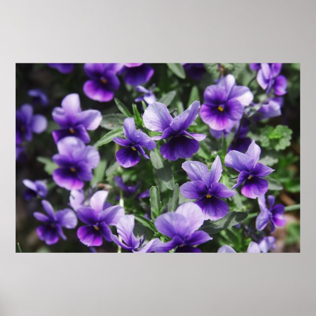 Affiche Violets (Devant)