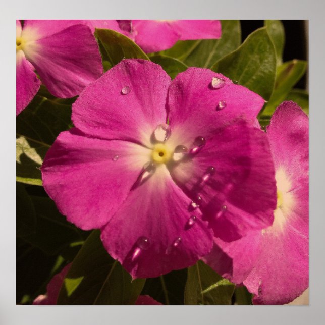 Affiche violette Vinca (Devant)