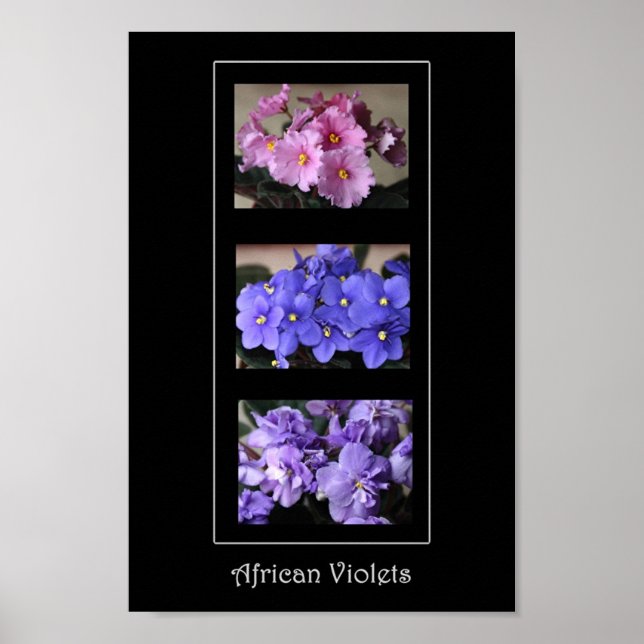 Affiche Violettes africaines (Devant)