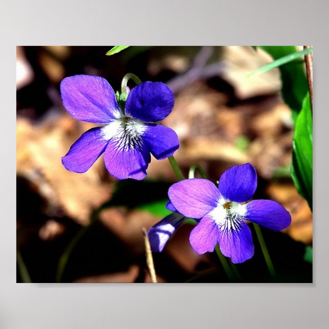 Affiche Violettes contestées (Devant)