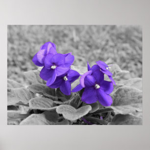 Affiche Violettes pourpres,
