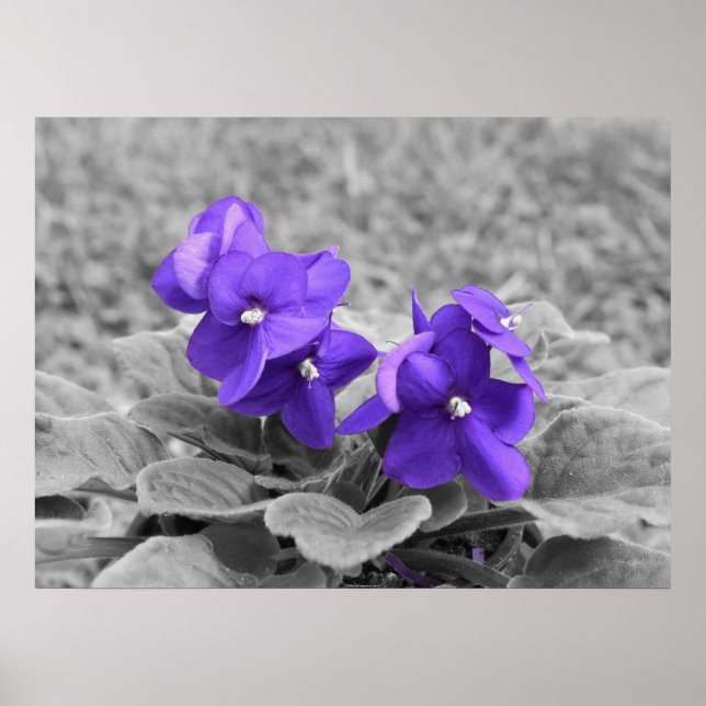Affiche Violettes pourpres, (Devant)