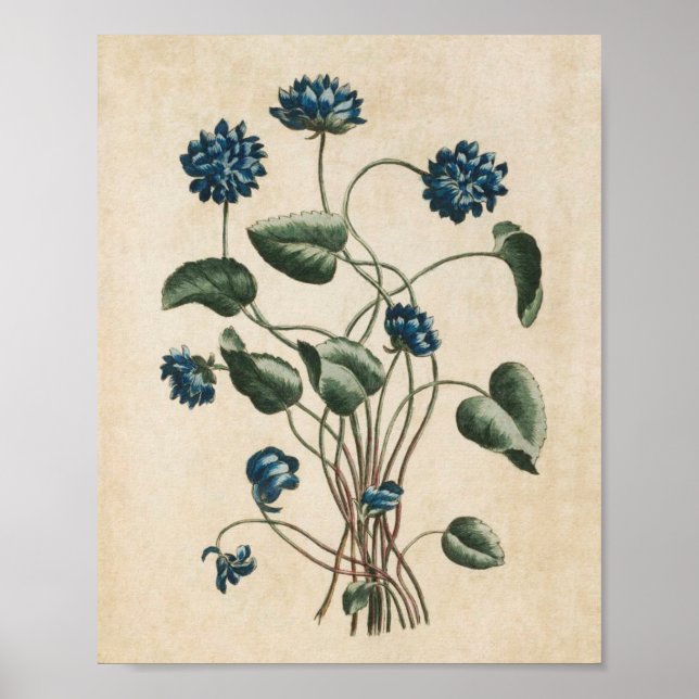 Affiche Violettes vintages florales (Devant)