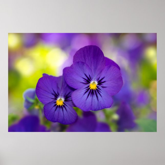 Affiche Violons violets (Devant)