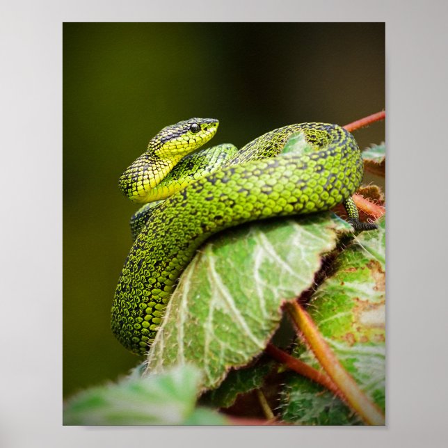 Affiche Viper des Grands Lacs (Devant)