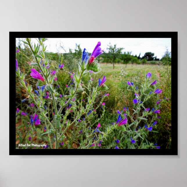 Affiche Vipérine pourpre, Echium Plant (Devant)