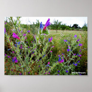 Affiche Vipérine pourpre, Echium Plant