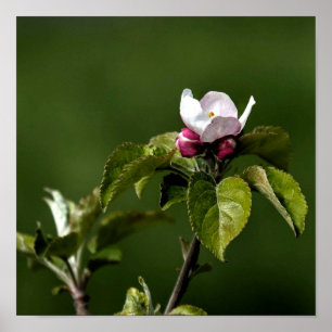 Affiche Virginia Apple Blossoms