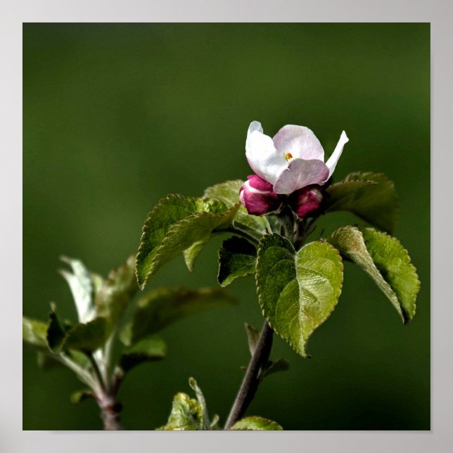 Affiche Virginia Apple Blossoms (Devant)