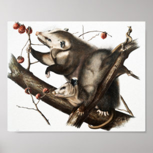Affiche Virginian Opossum Didelphis Virginia Illustration