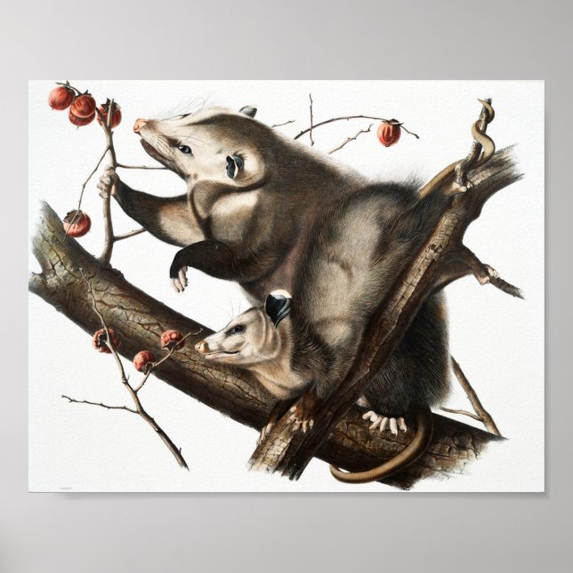 Affiche Virginian Opossum Didelphis Virginia Illustration (Devant)