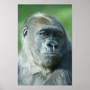 Affiche Visage de Gorilla