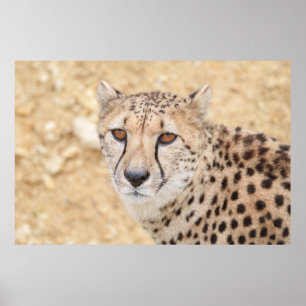 Affiche Visage de la nature sauvage : regard intense du gu