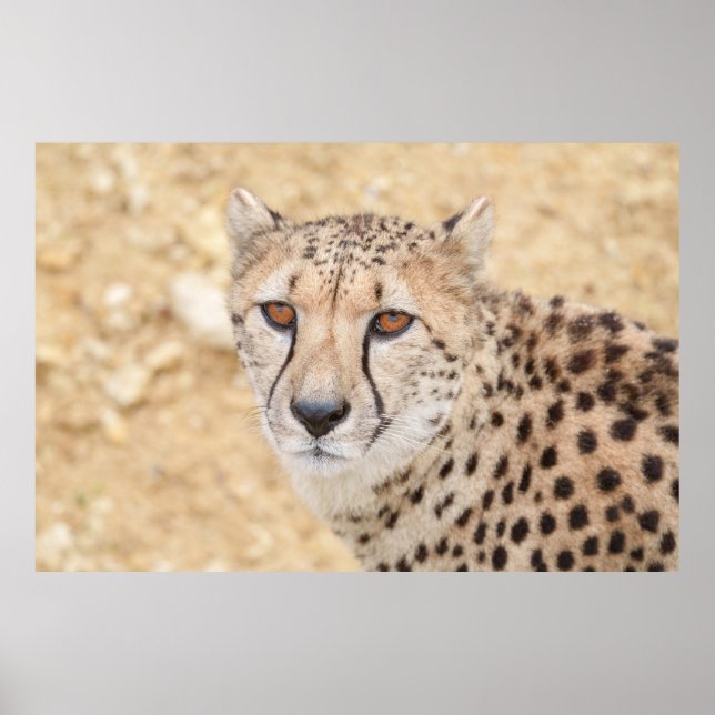 Affiche Visage de la nature sauvage : regard intense du gu (Devant)