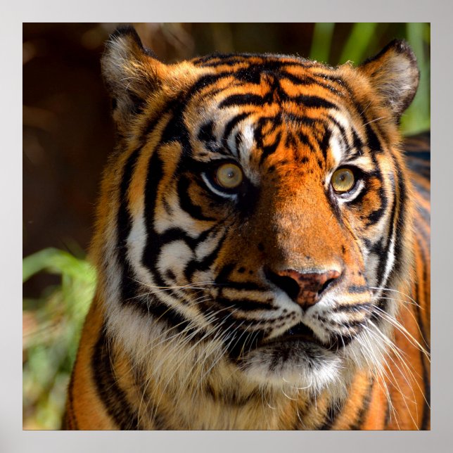 Affiche Visage de tigre (Devant)