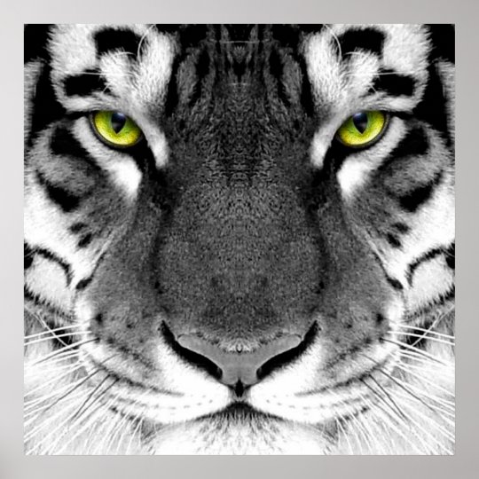 Affiche Visage de tigre tigre blanc tigre de yeux Affiche Visage de tigre tigre blanc tigre de yeux