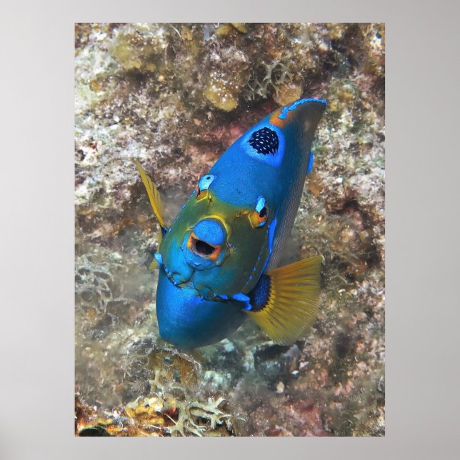 Affiche Visage d'un ange (Devant)