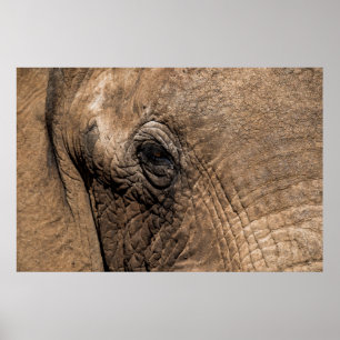 Affiche Visage d'un éléphant