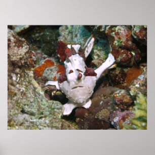 Affiche Visage d'un poisson-porteuse