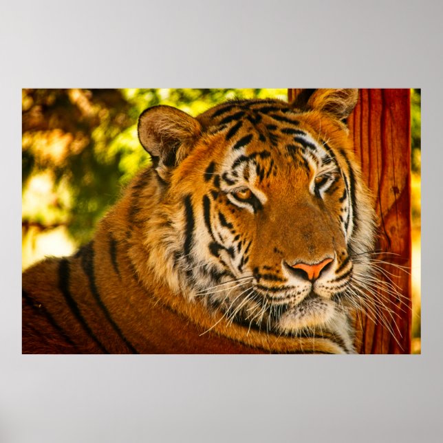 Affiche Visage majestueux (Devant)