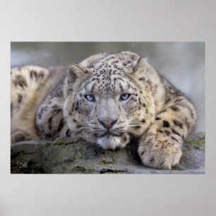 Affiche Vishnu Snow Leopard Print