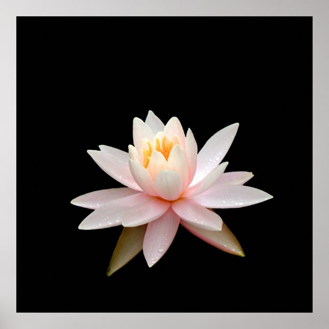 Affiche Vision rose lotus (Devant)