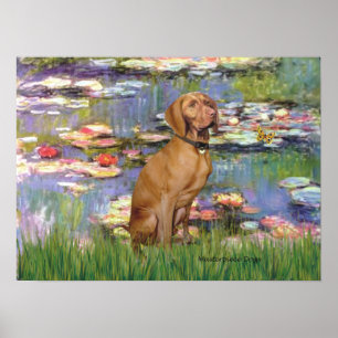 Affiche Viszla 2 - Vizsla