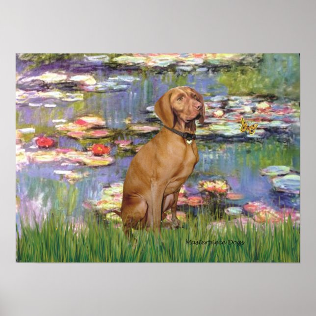 Affiche Viszla 2 - Vizsla (Devant)