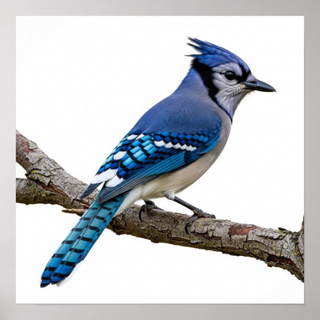 Affiche Vivid Blue Jay (Devant)