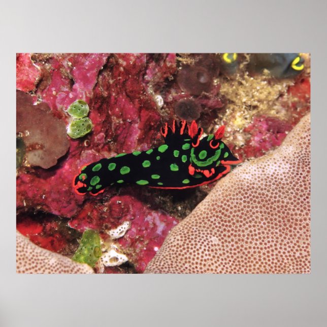 Affiche Vivid Nudi (Devant)