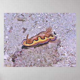 Affiche Vivid Nudibranche