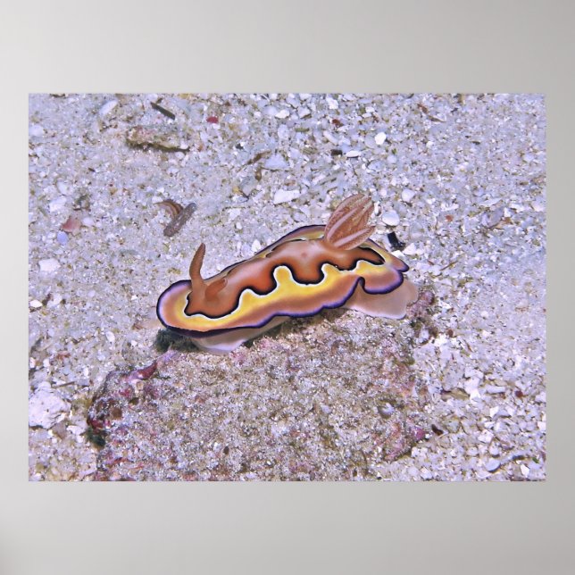 Affiche Vivid Nudibranche (Devant)