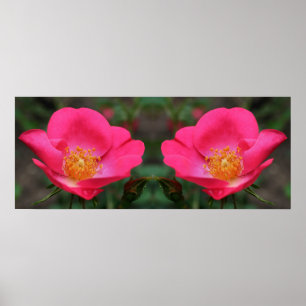 Affiche Vivid rose roses miroir Abstrait