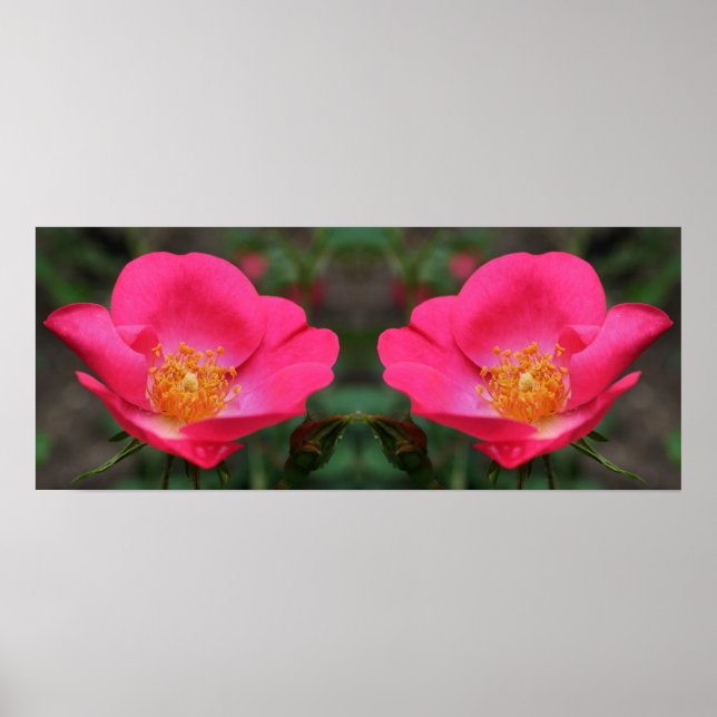 Affiche Vivid rose roses miroir Abstrait (Devant)