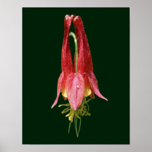 Affiche Vivid Rouge Fleur de Columbine sauvage