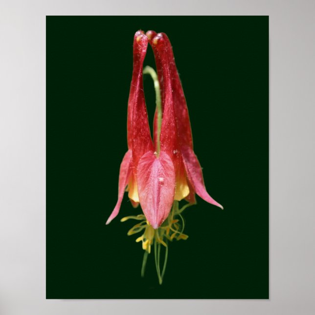 Affiche Vivid Rouge Fleur de Columbine sauvage (Devant)