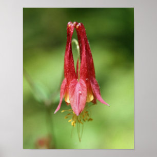 Affiche Vivid Rouge Fleur de Columbine sauvage