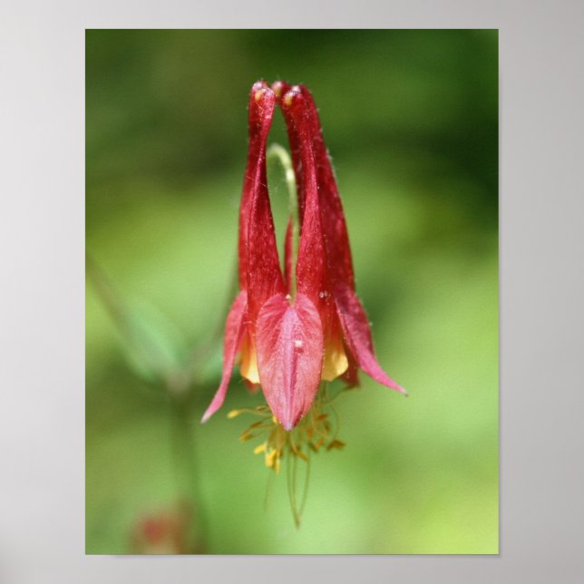 Affiche Vivid Rouge Fleur de Columbine sauvage (Devant)