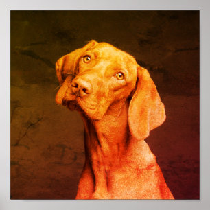 Affiche Vizsla