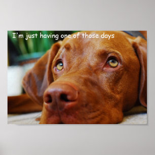 Affiche Vizsla - avoir juste un de ces jours