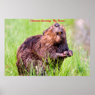 Affiche Vœux de Noël Big Beaver