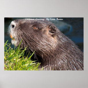Affiche voeux de Noël LMy Little Beaver