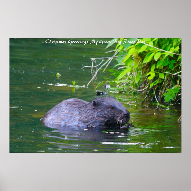 Affiche voeux de Noël Mon Rat de rivière (Devant)
