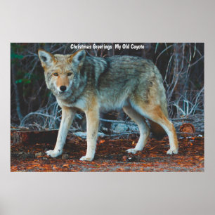 Affiche Vœux de Noël Mon Vieux Coyote